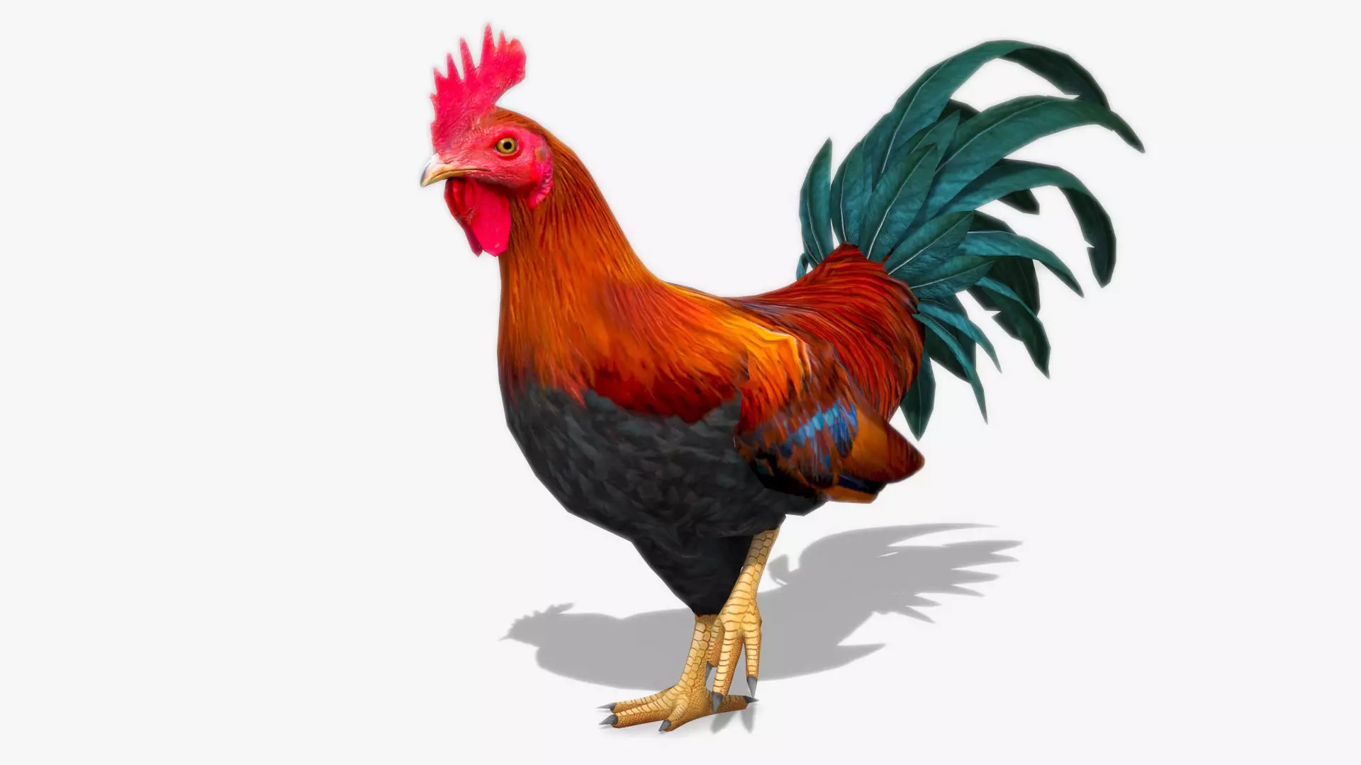 Rooster Low-poly 3D model_0