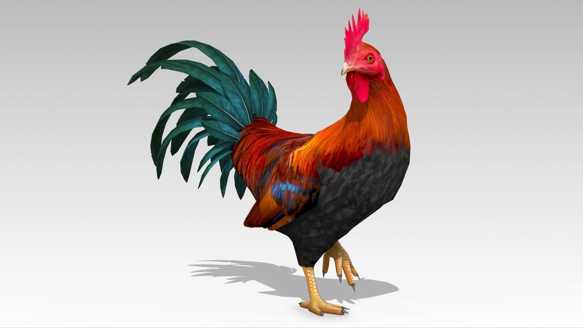 Rooster Low-poly 3D model_4