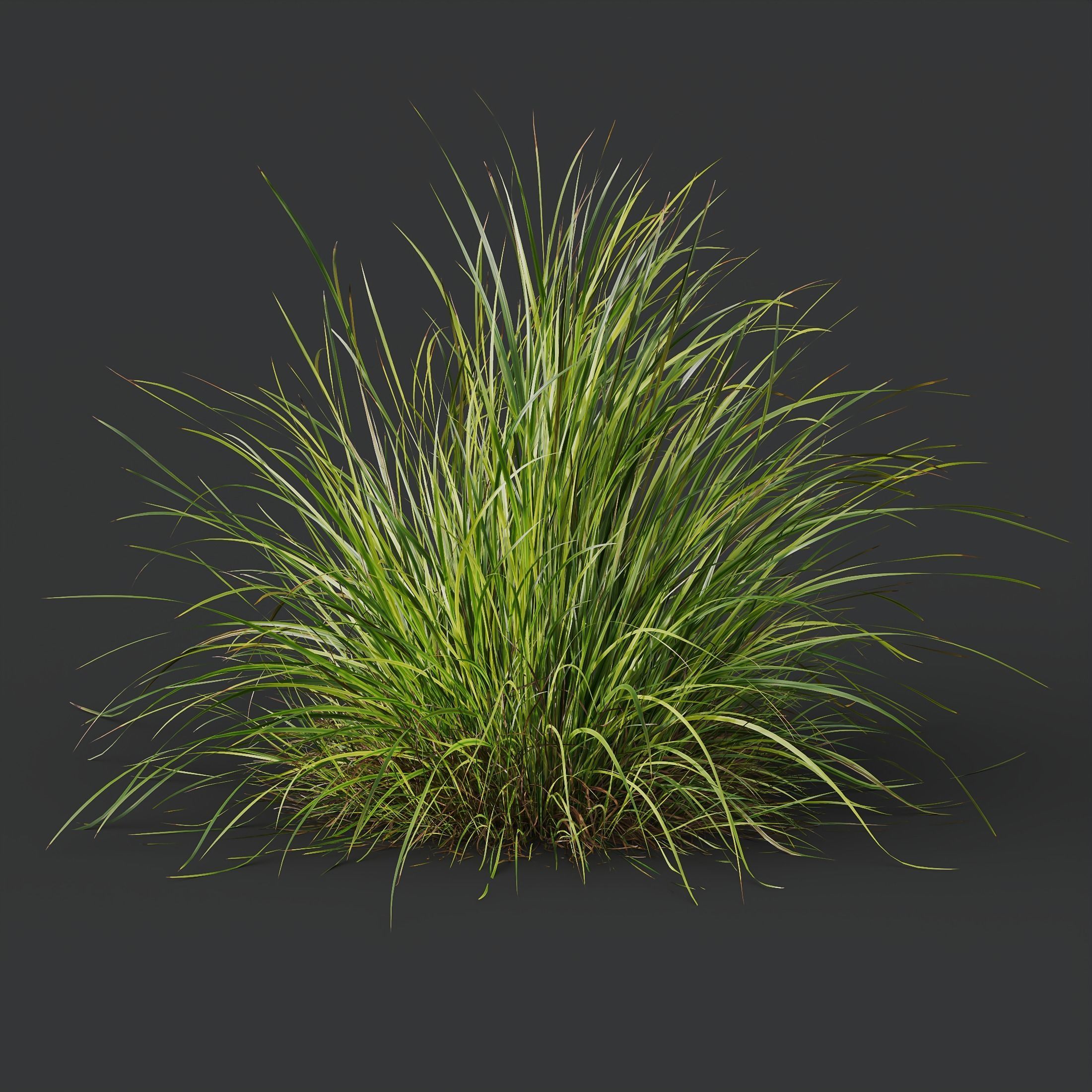 HQ Plants Carex Elata Aurea Grass 3D model_2