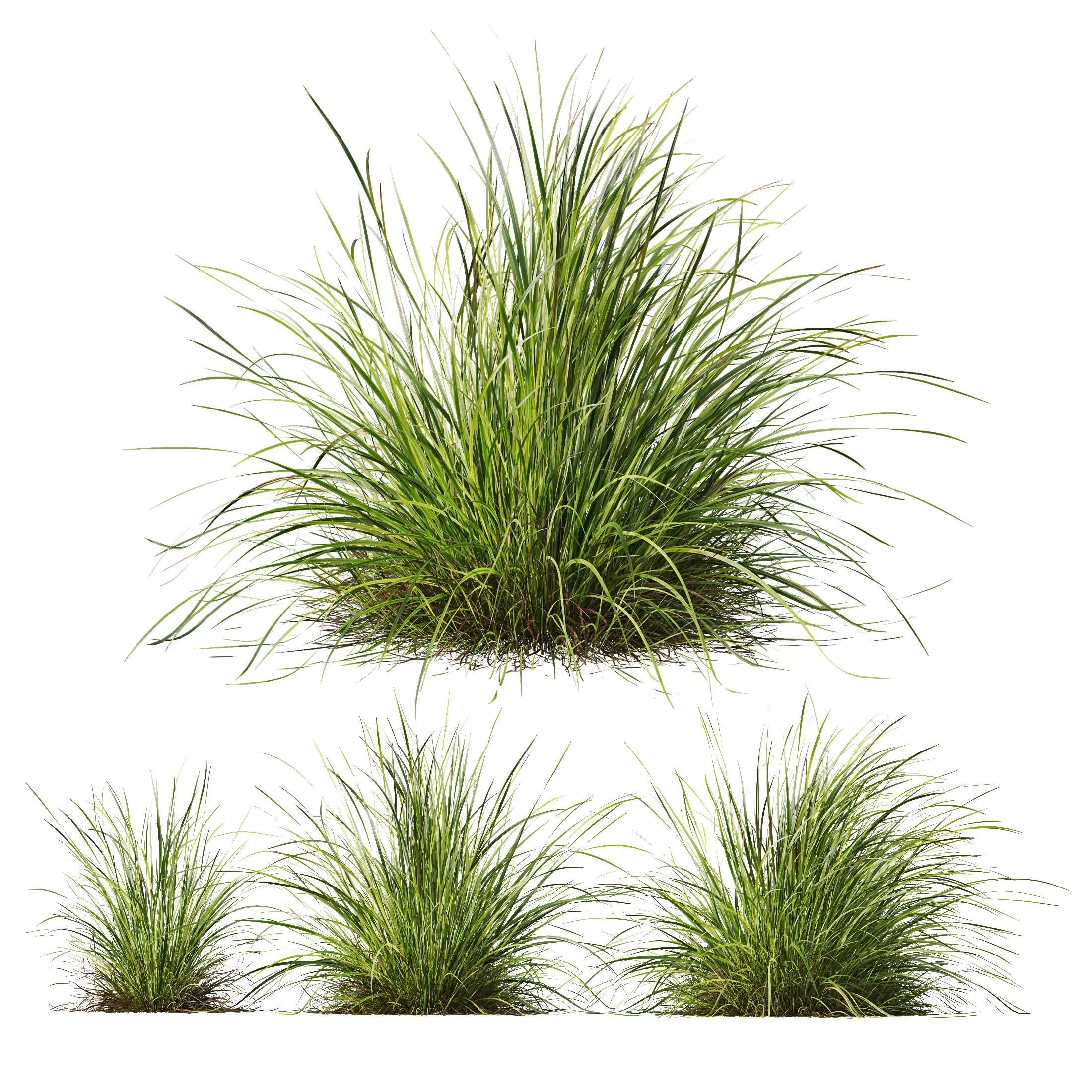 HQ Plants Carex Elata Aurea Grass 3D model_0