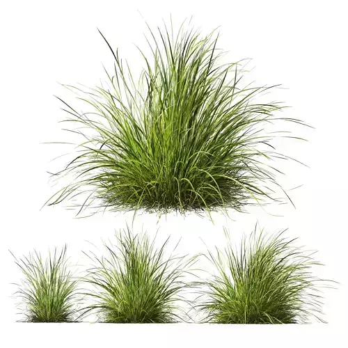 HQ Plants Carex Elata Aurea Grass 3D model