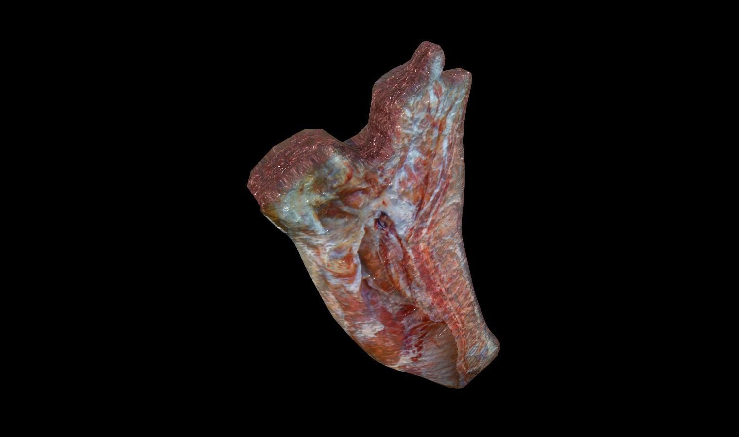 Animal Carcasses Pack Low-poly 3D model_1