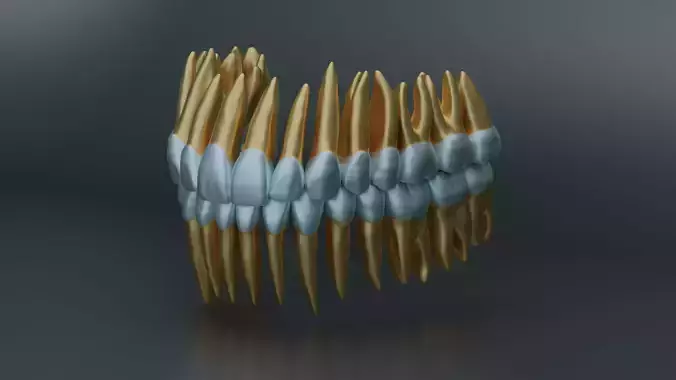 Dental Anatomy and Root Structures 3D print model