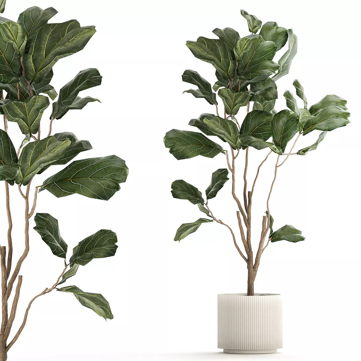 Decorative Tree Ficus Lyrata In A Flower Pot 1241 3D model_0