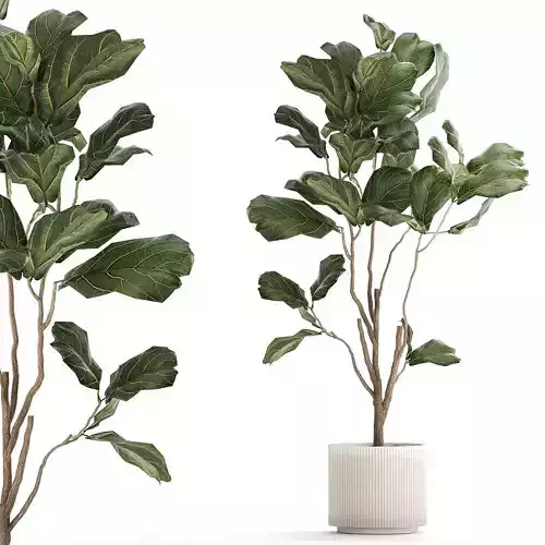 Decorative Tree Ficus Lyrata In A Flower Pot 1241 3D model