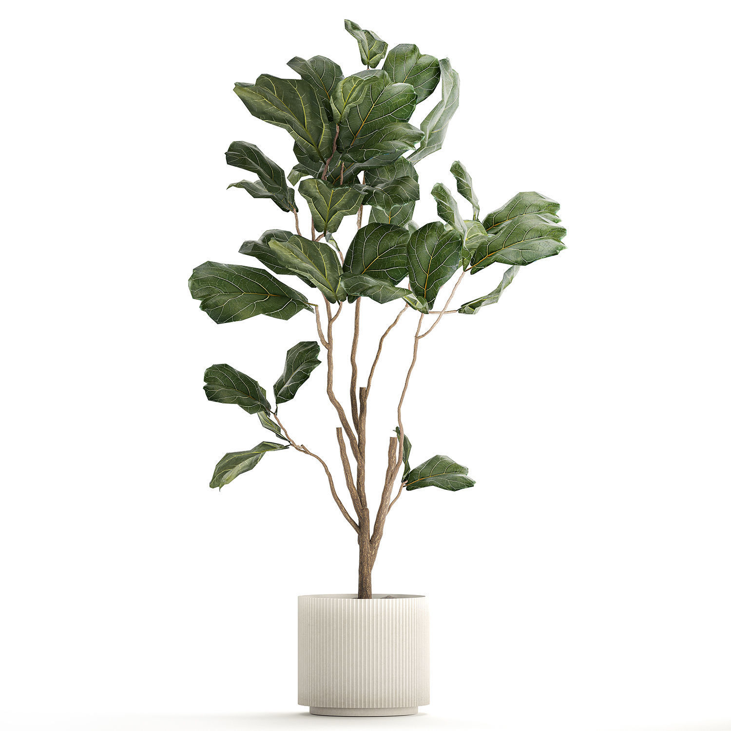 Decorative Tree Ficus Lyrata In A Flower Pot 1241 3D model_6