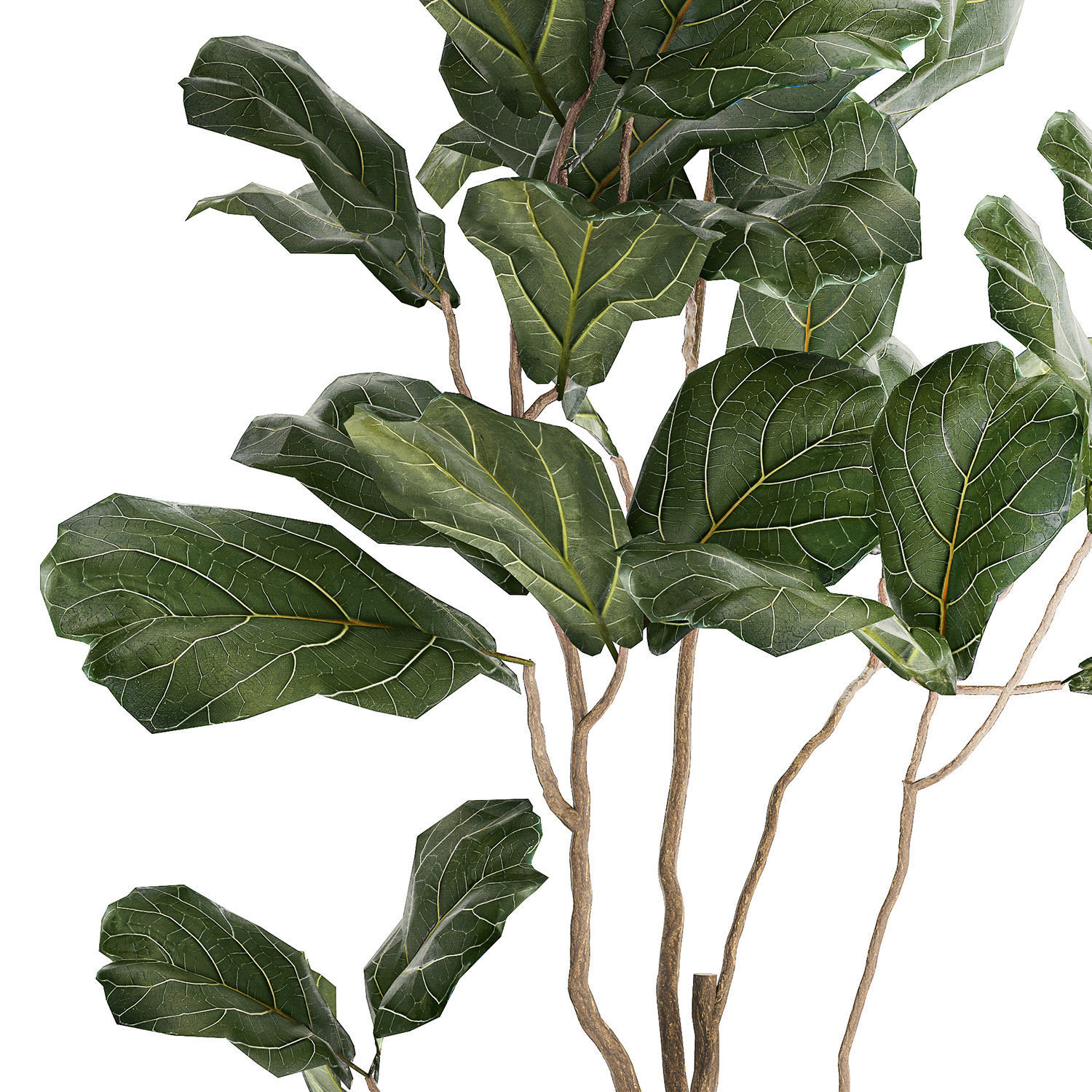 Decorative Tree Ficus Lyrata In A Flower Pot 1241 3D model_3