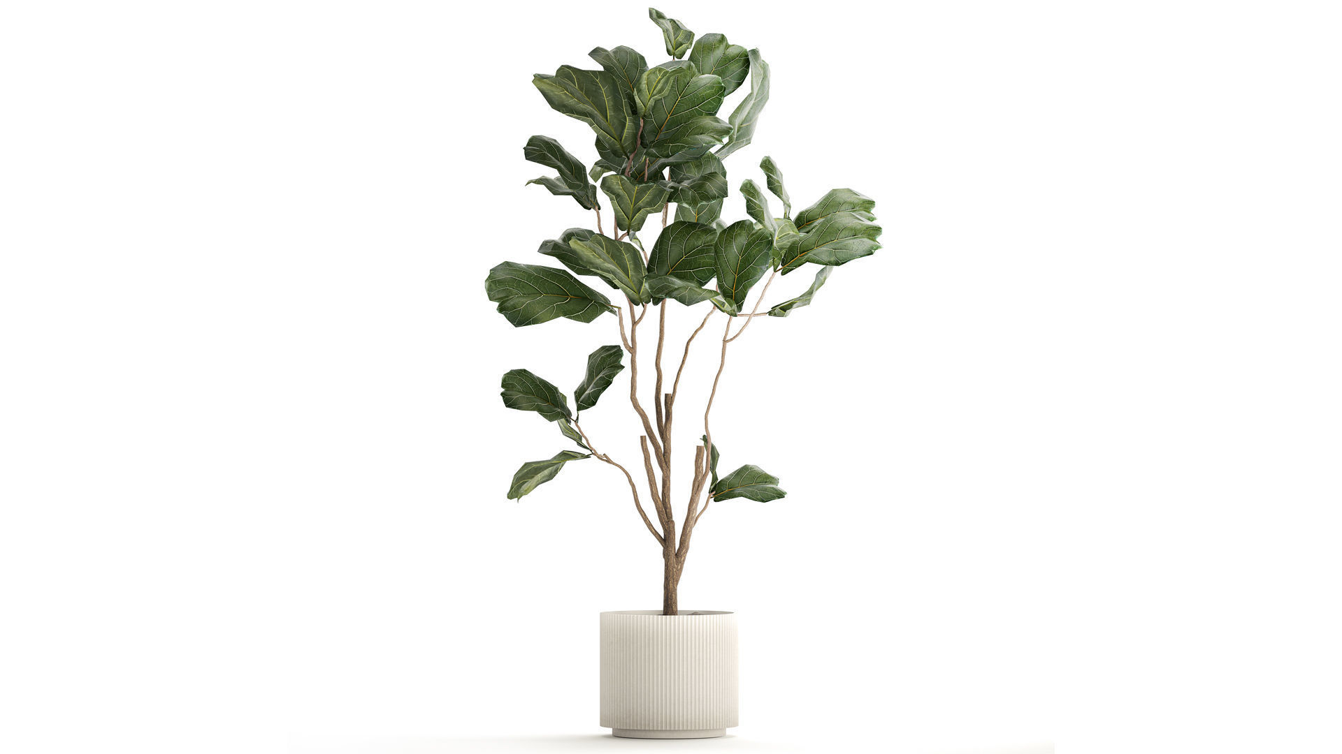 Decorative Tree Ficus Lyrata In A Flower Pot 1241 3D model_2