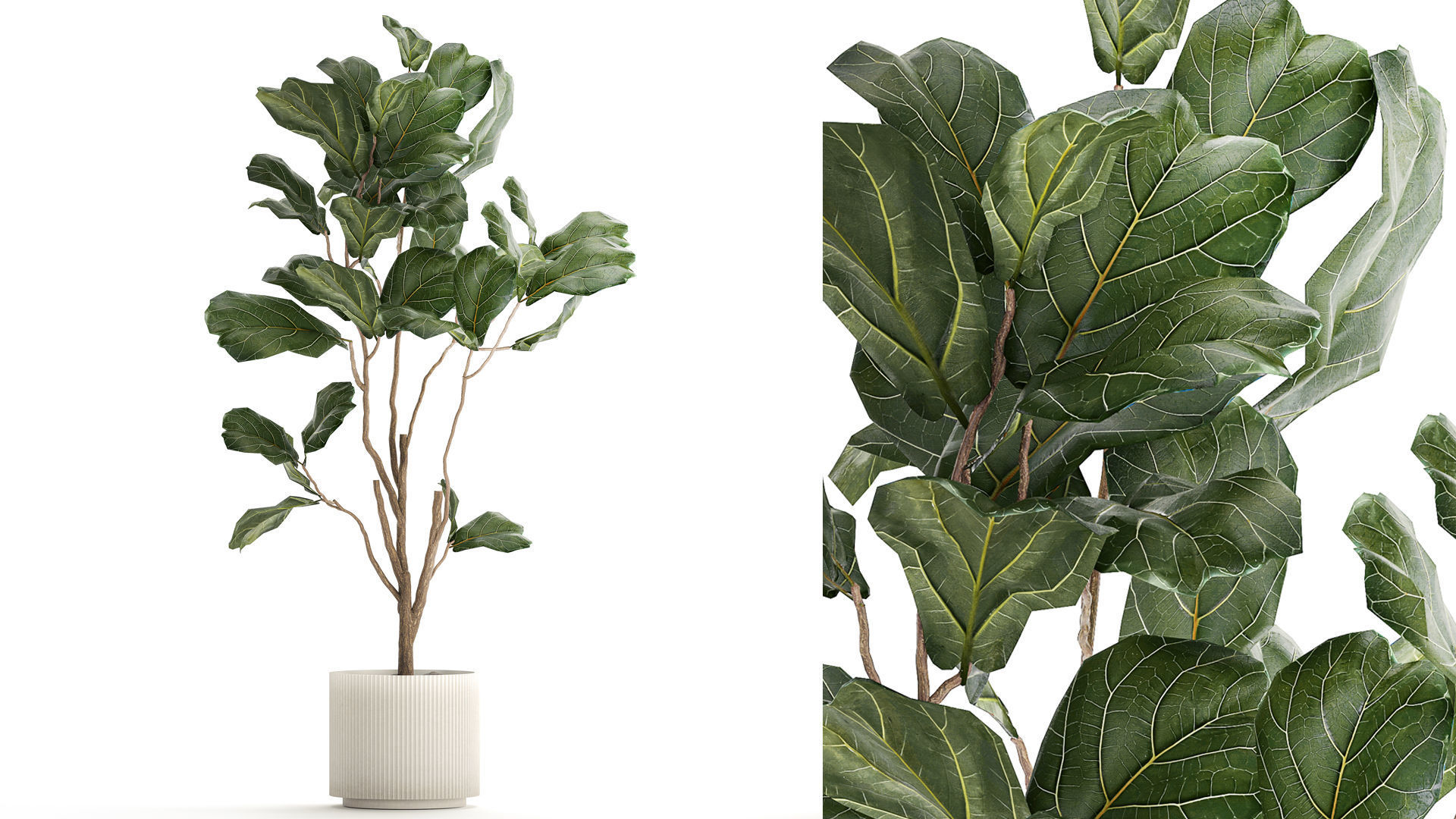 Decorative Tree Ficus Lyrata In A Flower Pot 1241 3D model_1