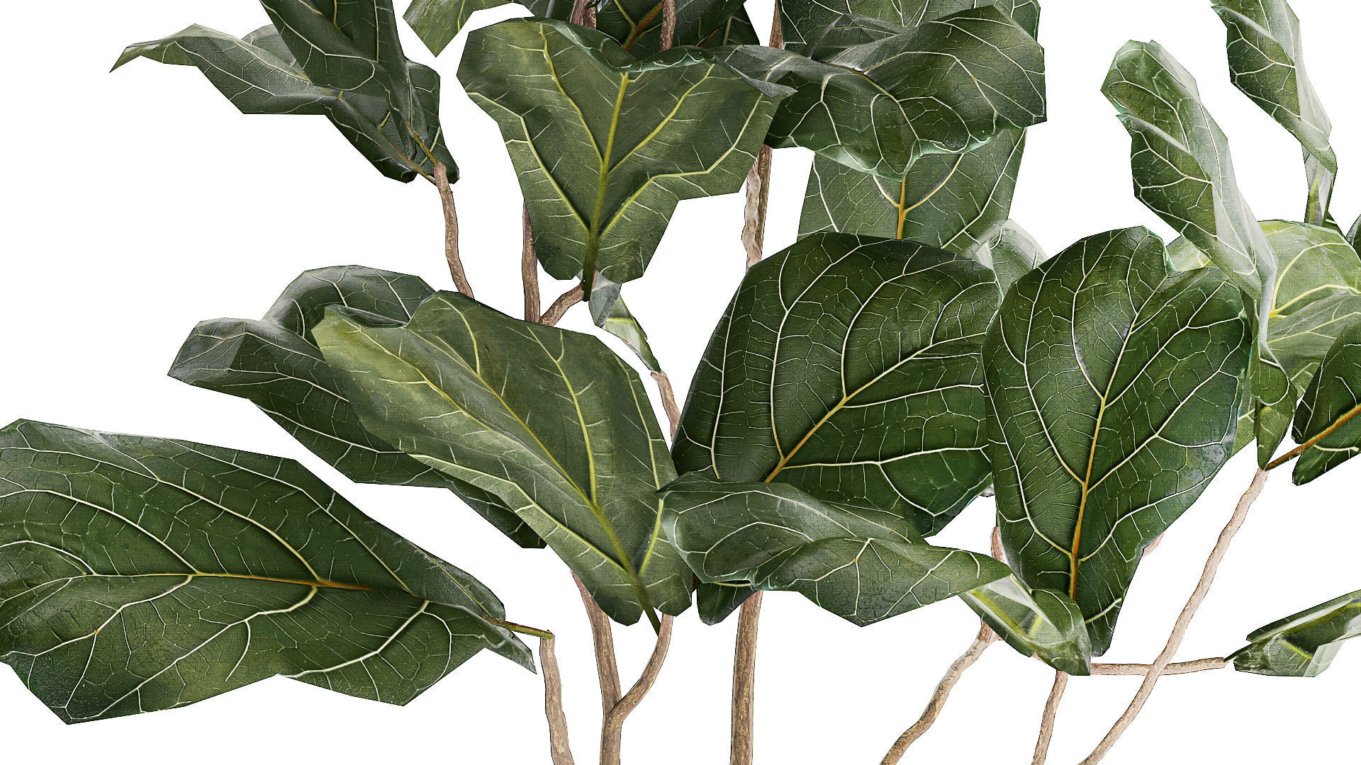 Decorative Tree Ficus Lyrata In A Flower Pot 1241 3D model_5