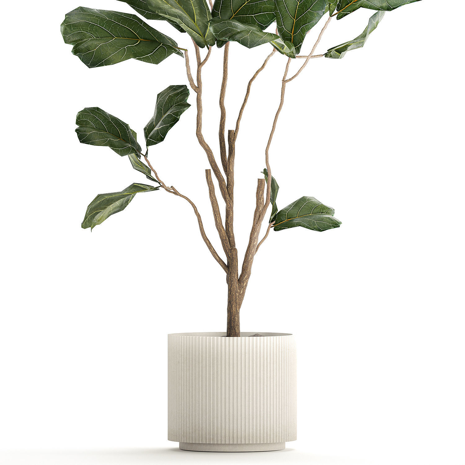 Decorative Tree Ficus Lyrata In A Flower Pot 1241 3D model_8