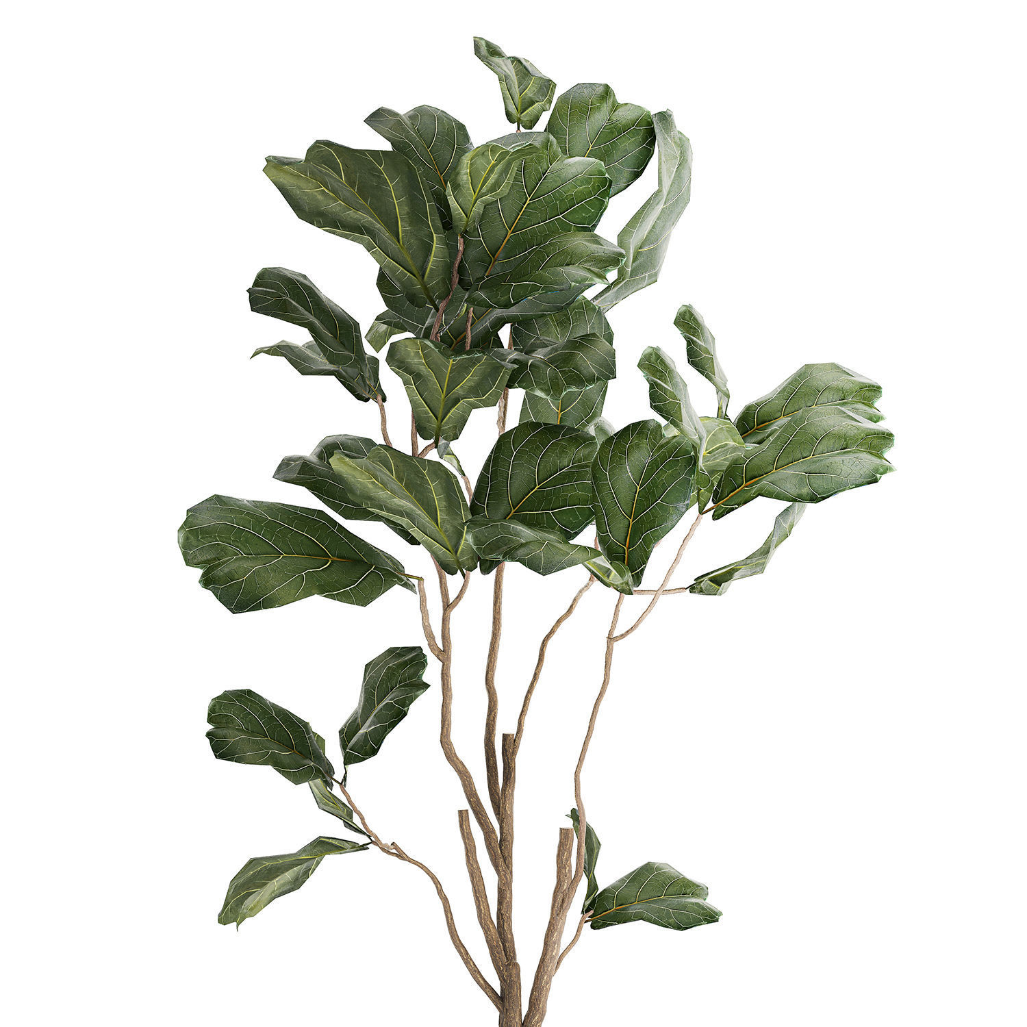 Decorative Tree Ficus Lyrata In A Flower Pot 1241 3D model_7