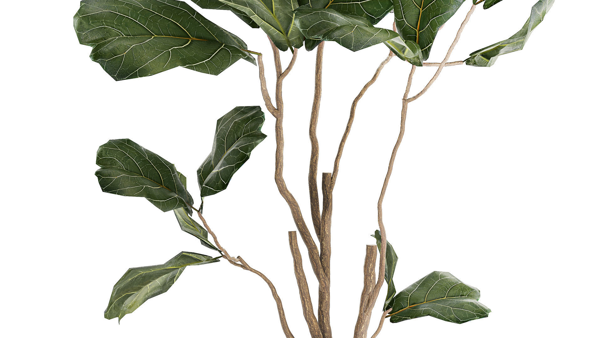 Decorative Tree Ficus Lyrata In A Flower Pot 1241 3D model_4