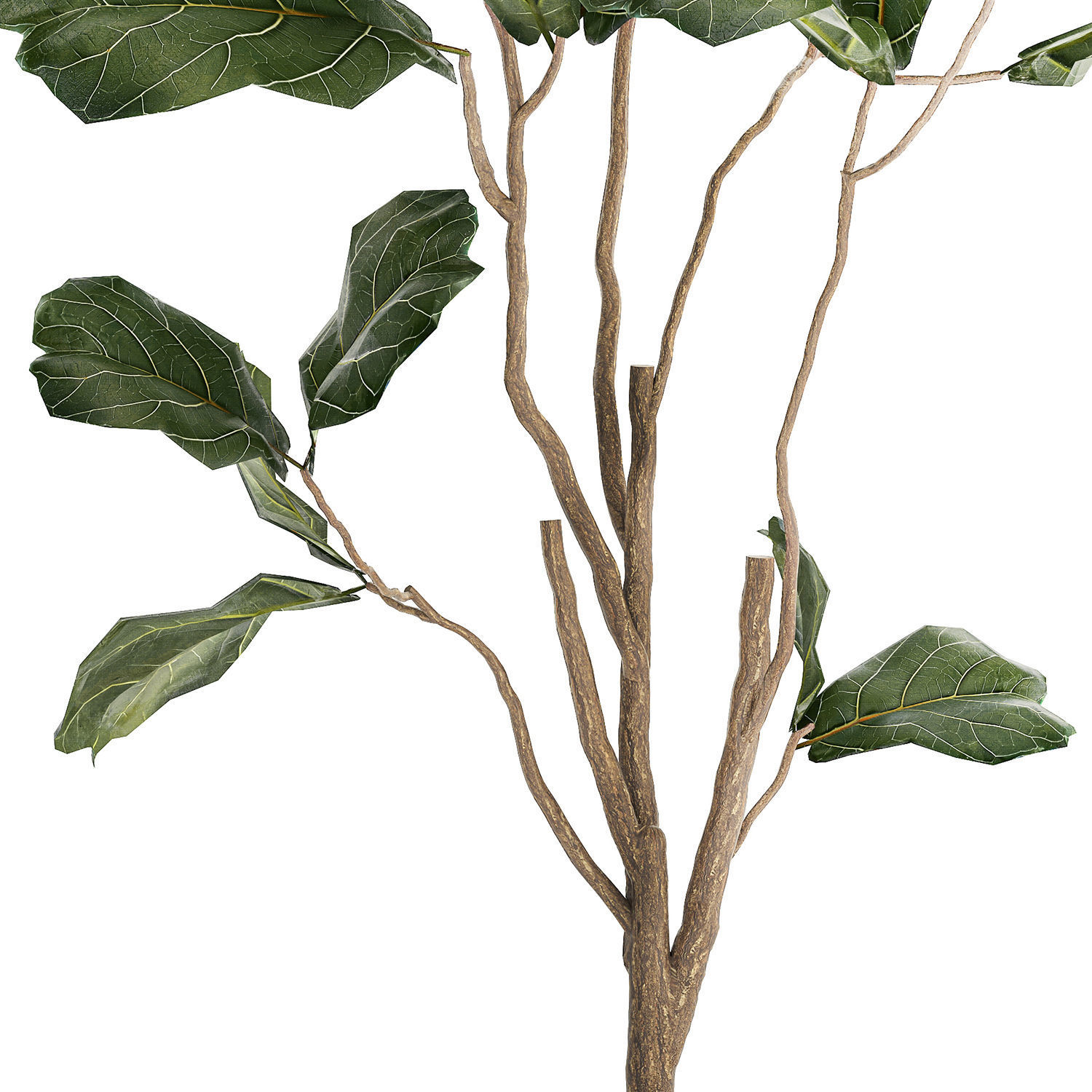 Decorative Tree Ficus Lyrata In A Flower Pot 1241 3D model_9