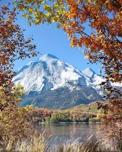 Maxtree Plant Models Vol 48 - Mesh