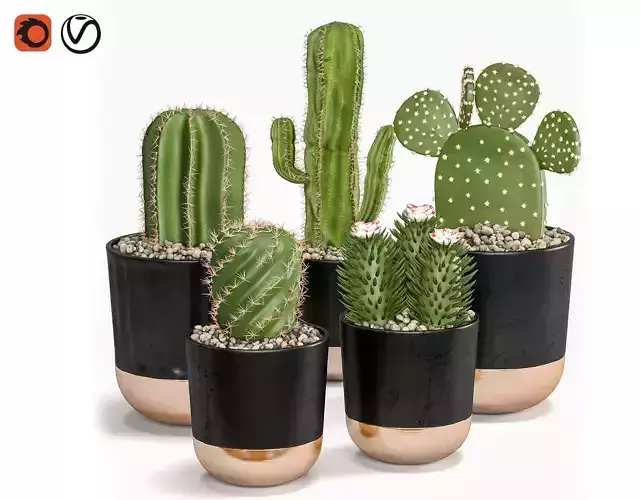 Cactus Indoor Plants Set 05