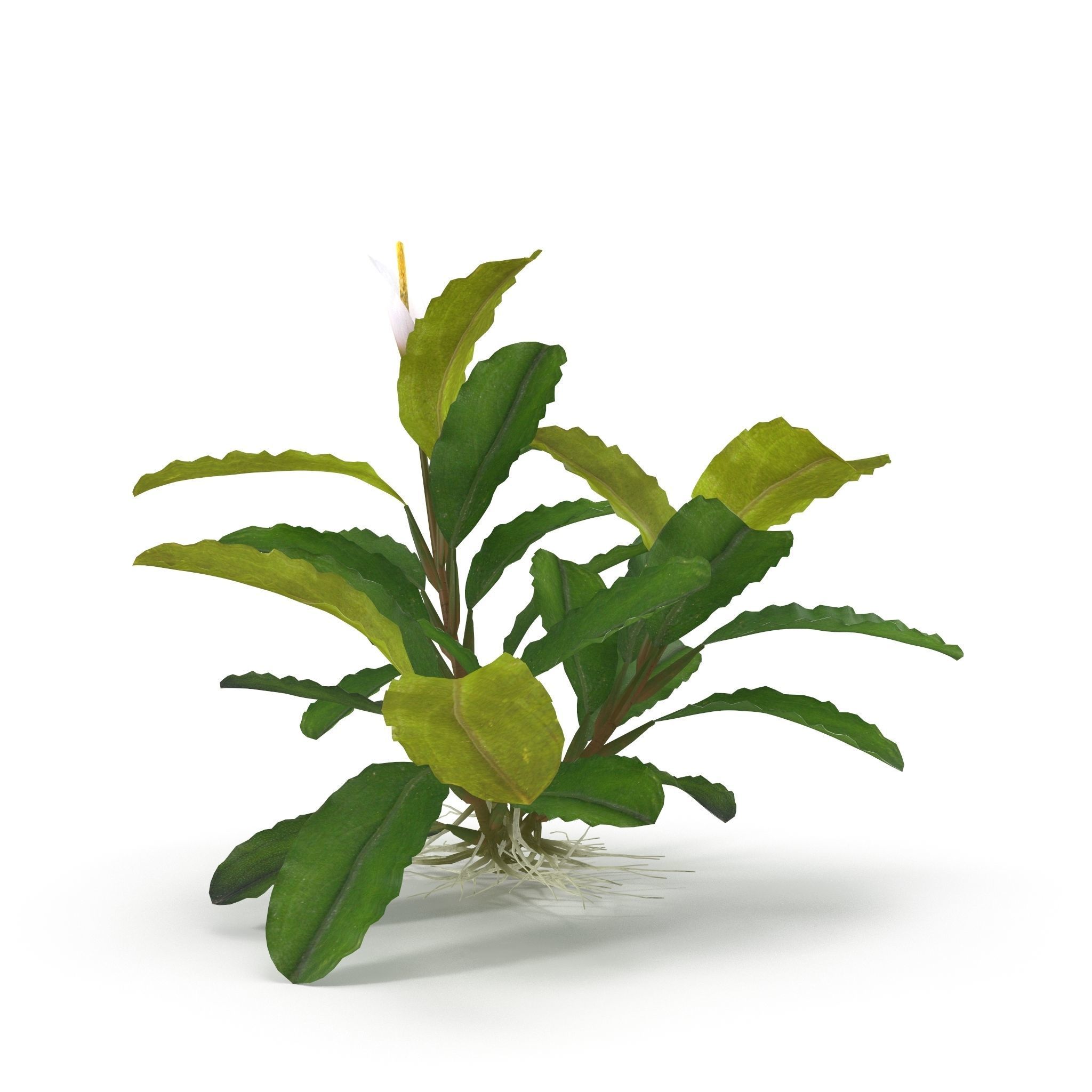 Bucephalandra 3D model_5
