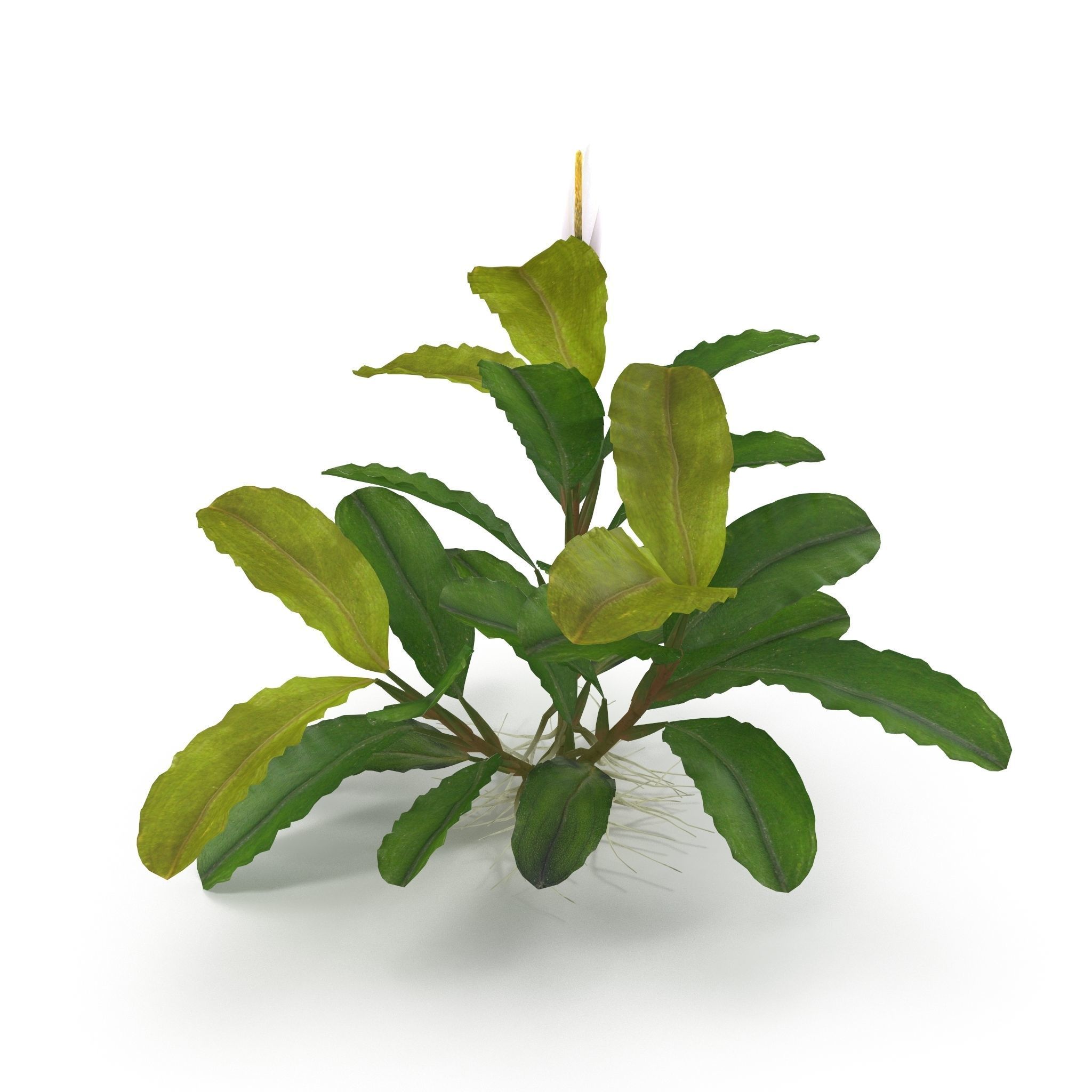 Bucephalandra 3D model_2