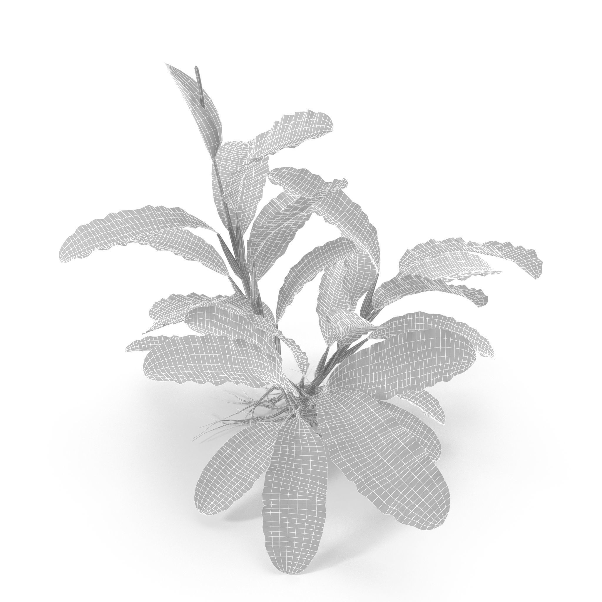 Bucephalandra 3D model_9