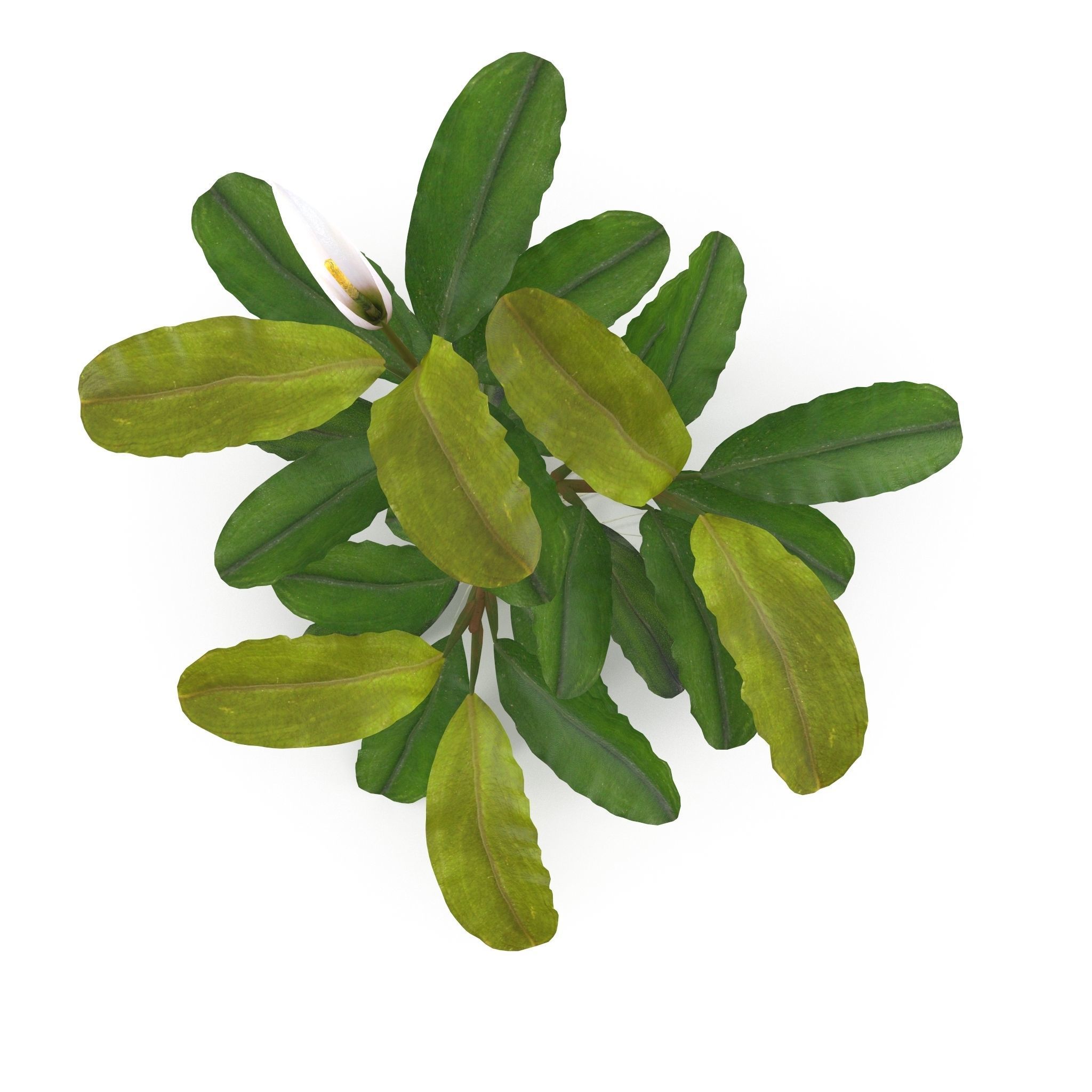 Bucephalandra 3D model_1