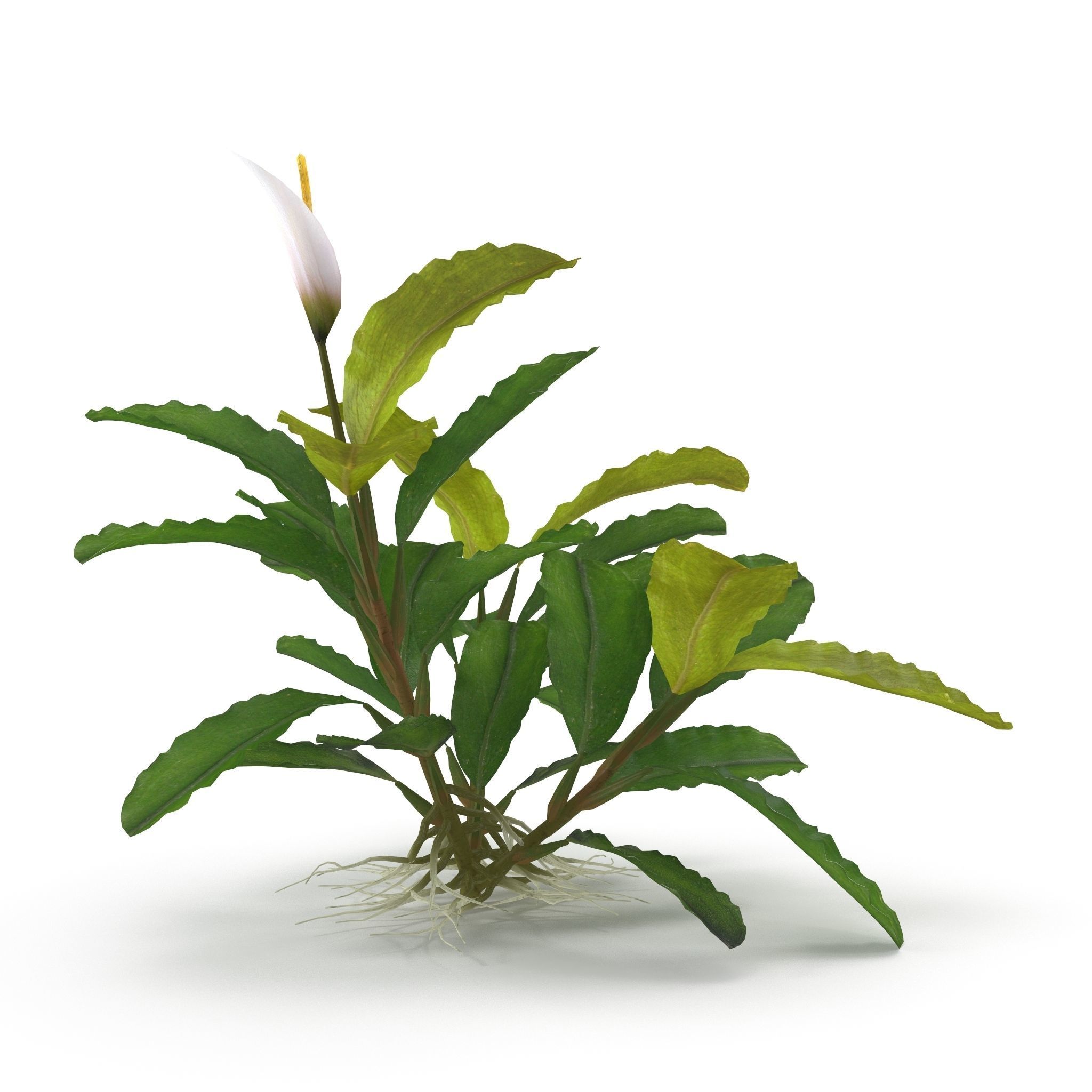 Bucephalandra 3D model_3