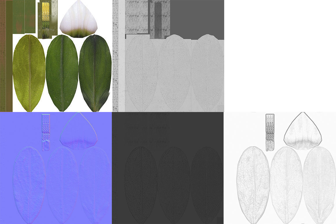 Bucephalandra 3D model_8