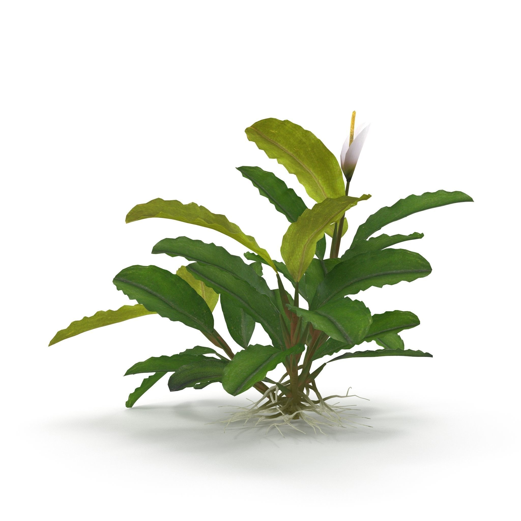 Bucephalandra 3D model_6
