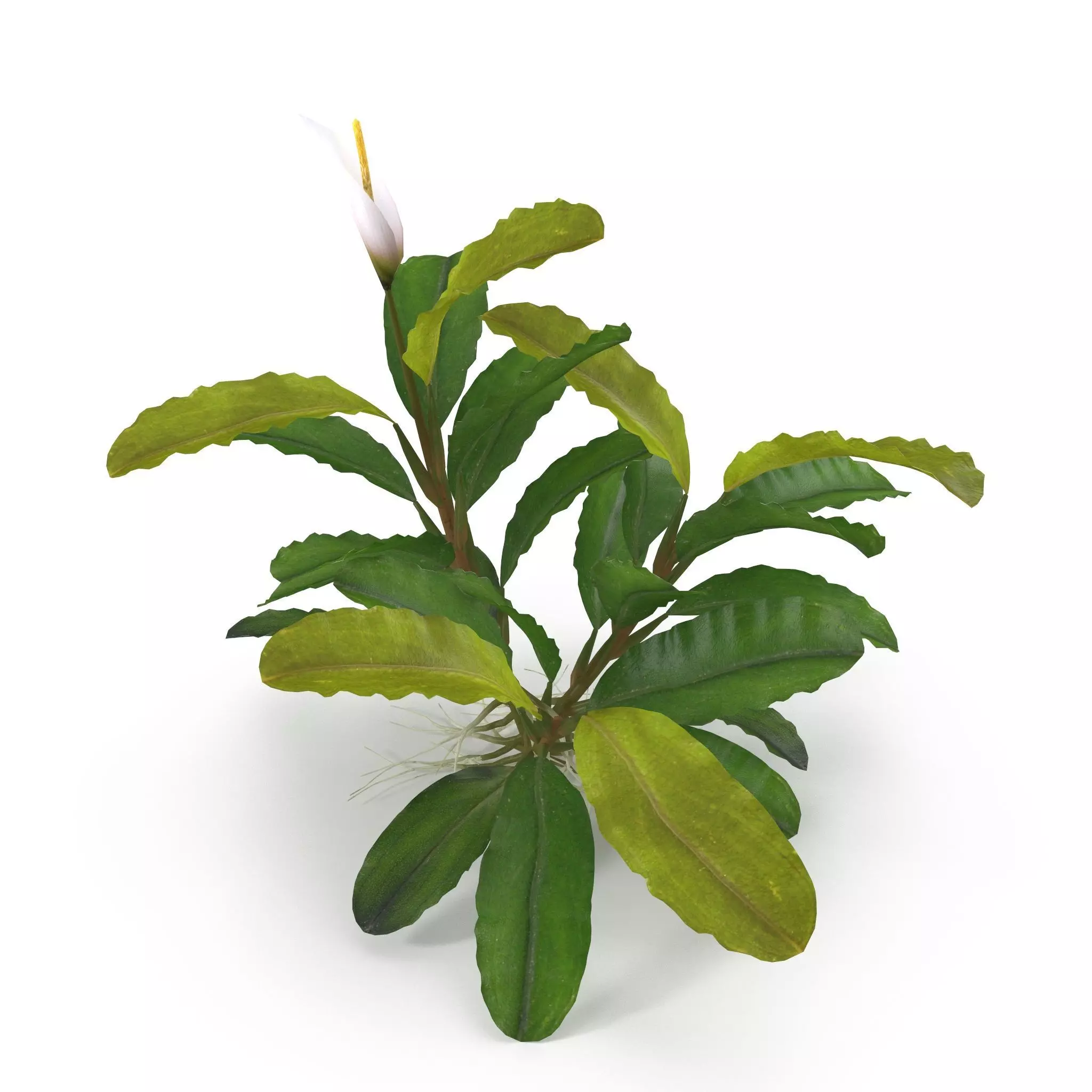 Bucephalandra 3D model_0