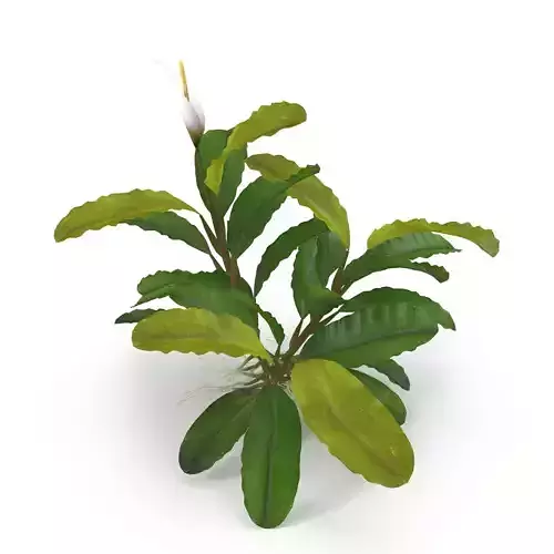 Bucephalandra 3D model