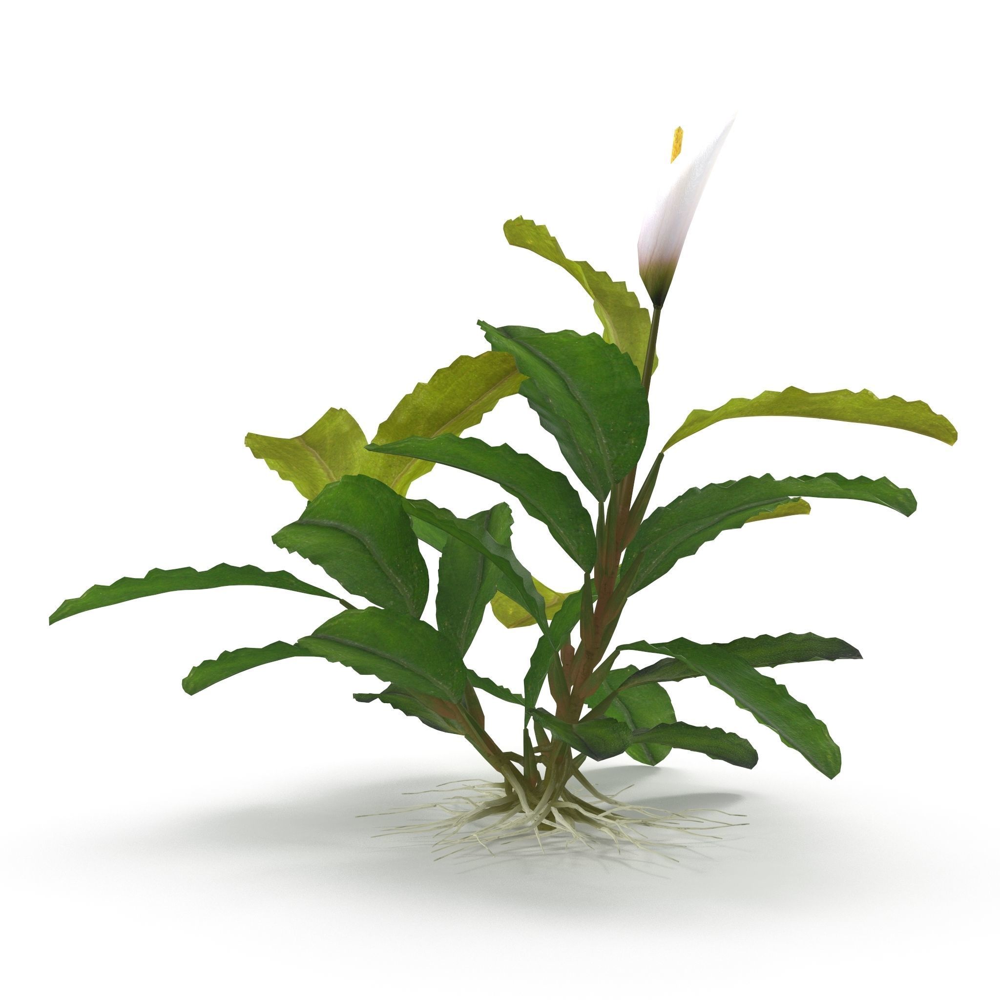 Bucephalandra 3D model_7