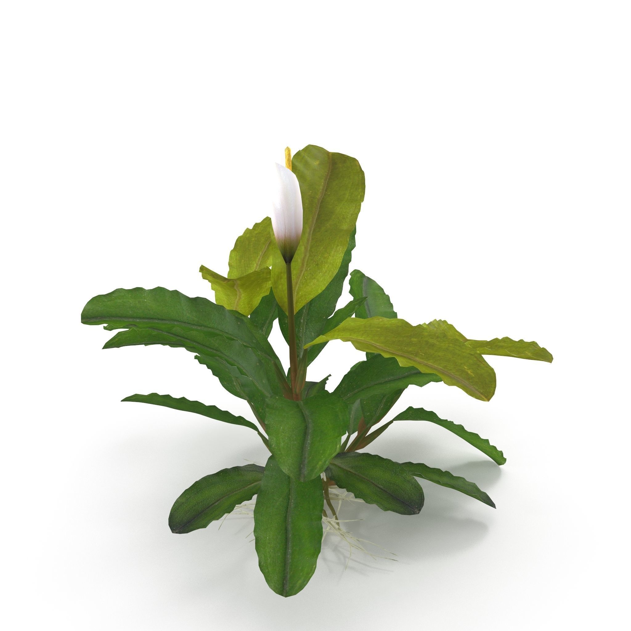 Bucephalandra 3D model_4