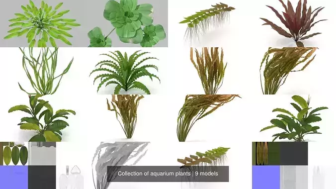 Collection of aquarium plants