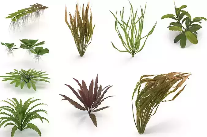 Collection of aquarium plants 