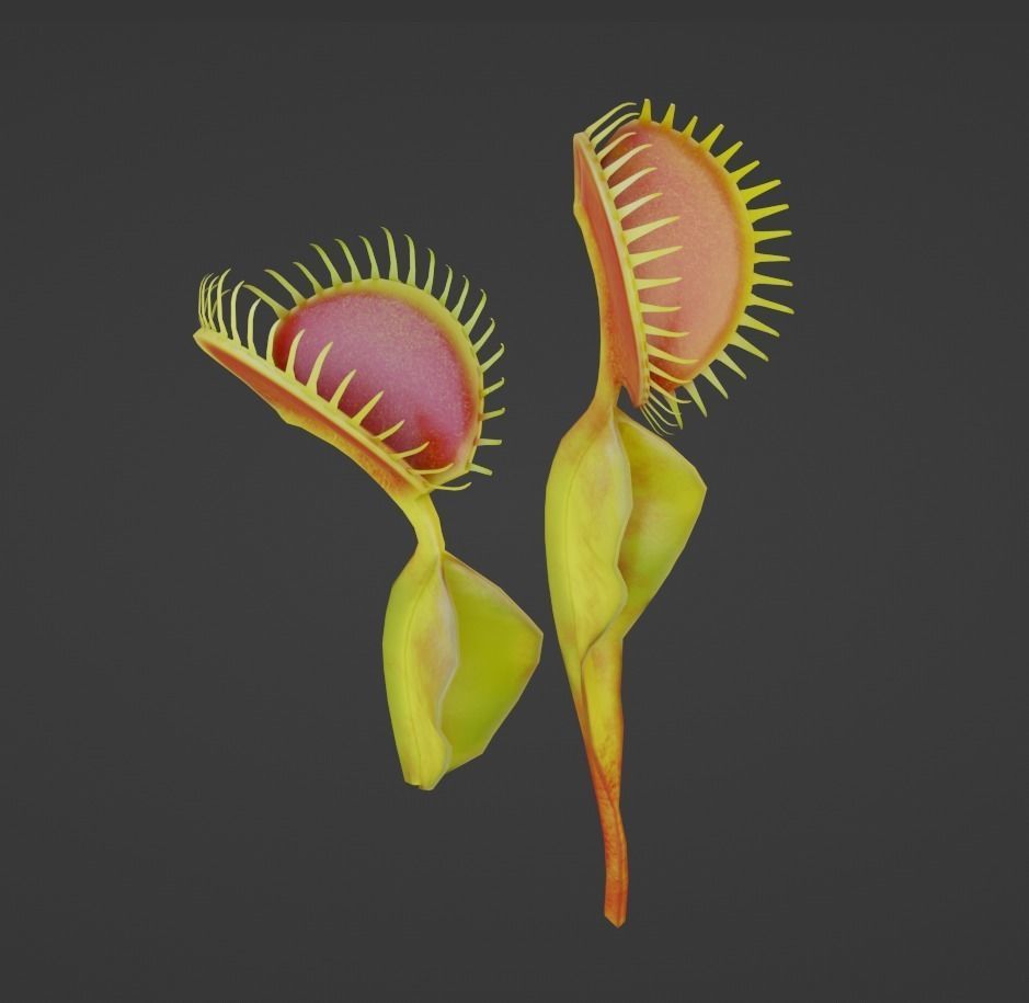 Venus Trap Lowpoly Pbr Low-poly 3D model_5