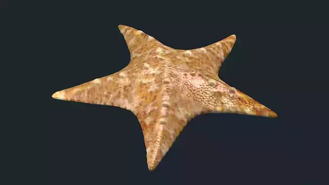 fish Sea Stars Pentagrams sea creatures animals ocean