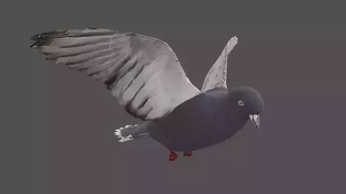 Pigeon realistic PBR
