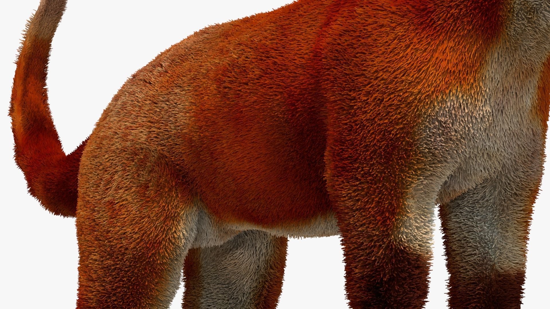 MAYA XGEN FUR red fox Low-poly 3D model_5