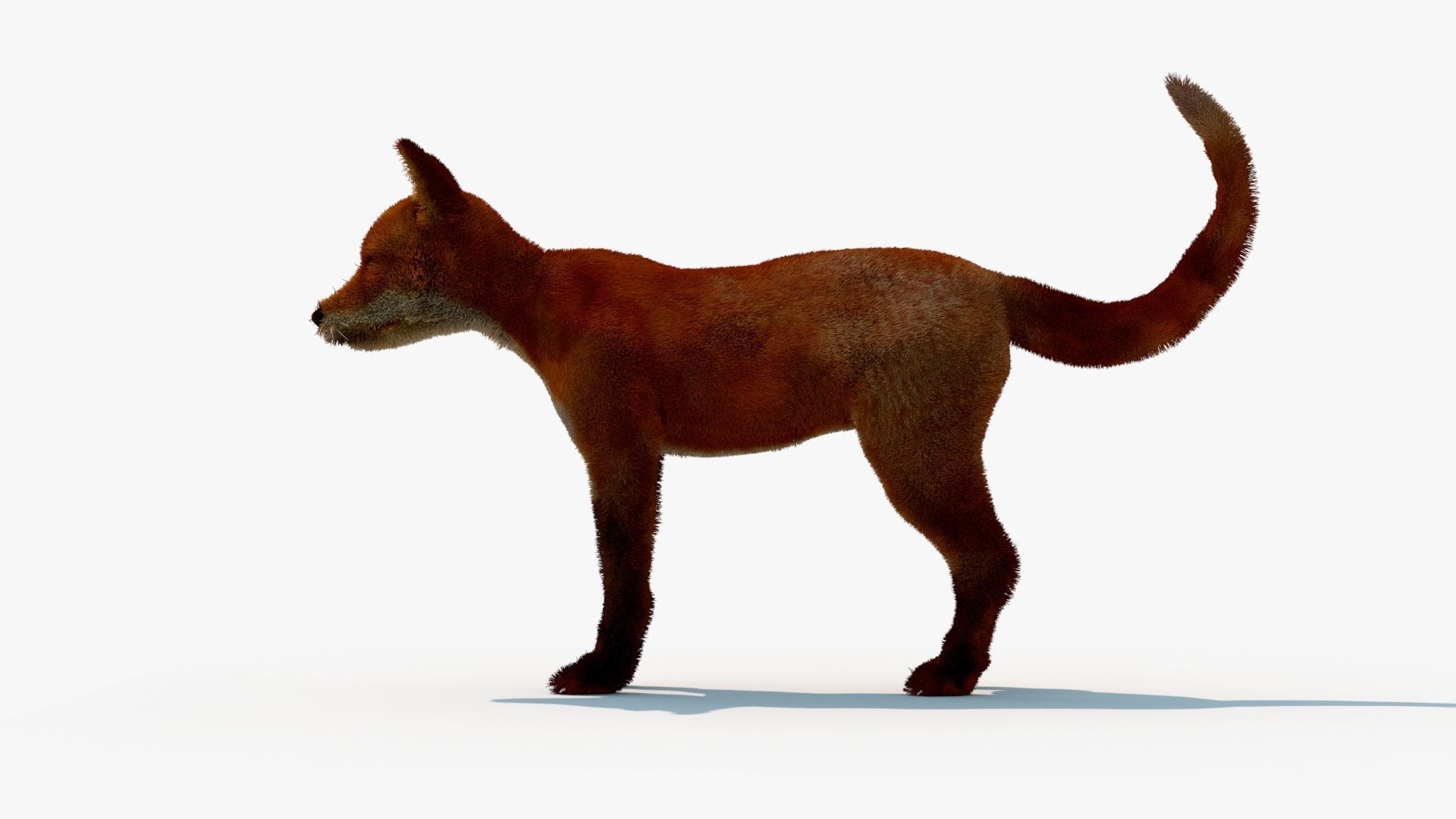 MAYA XGEN FUR red fox Low-poly 3D model_1