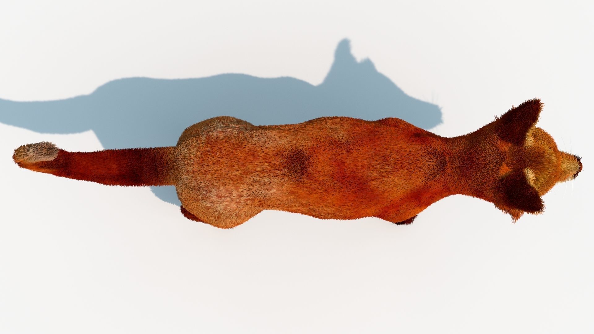 MAYA XGEN FUR red fox Low-poly 3D model_4