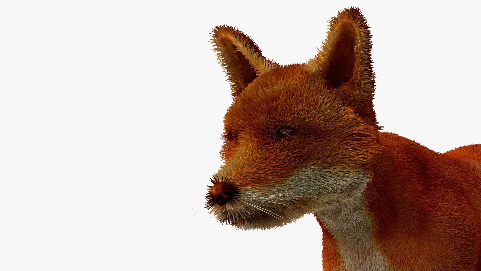 MAYA XGEN FUR red fox Low-poly 3D model_10
