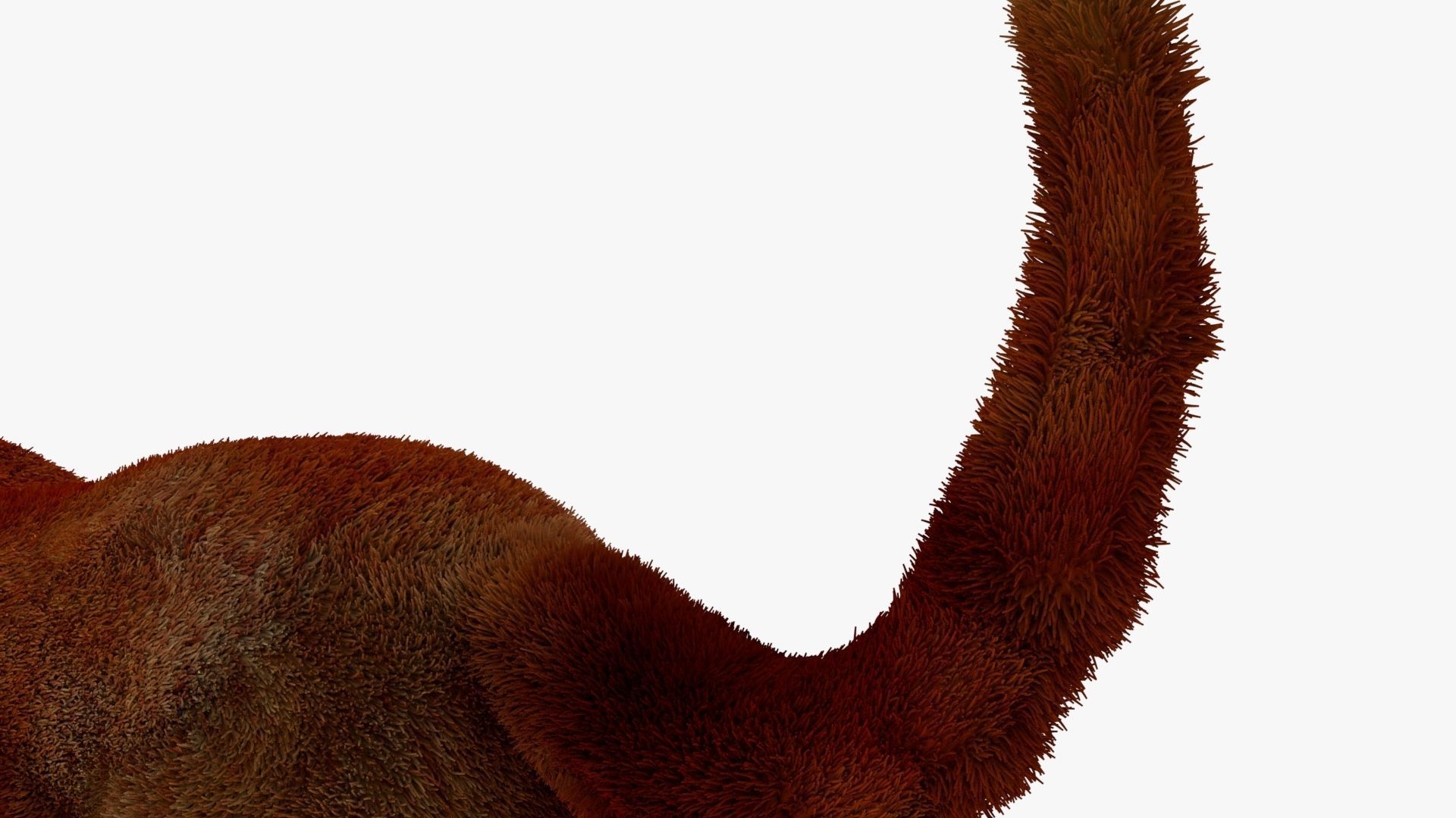 MAYA XGEN FUR red fox Low-poly 3D model_8