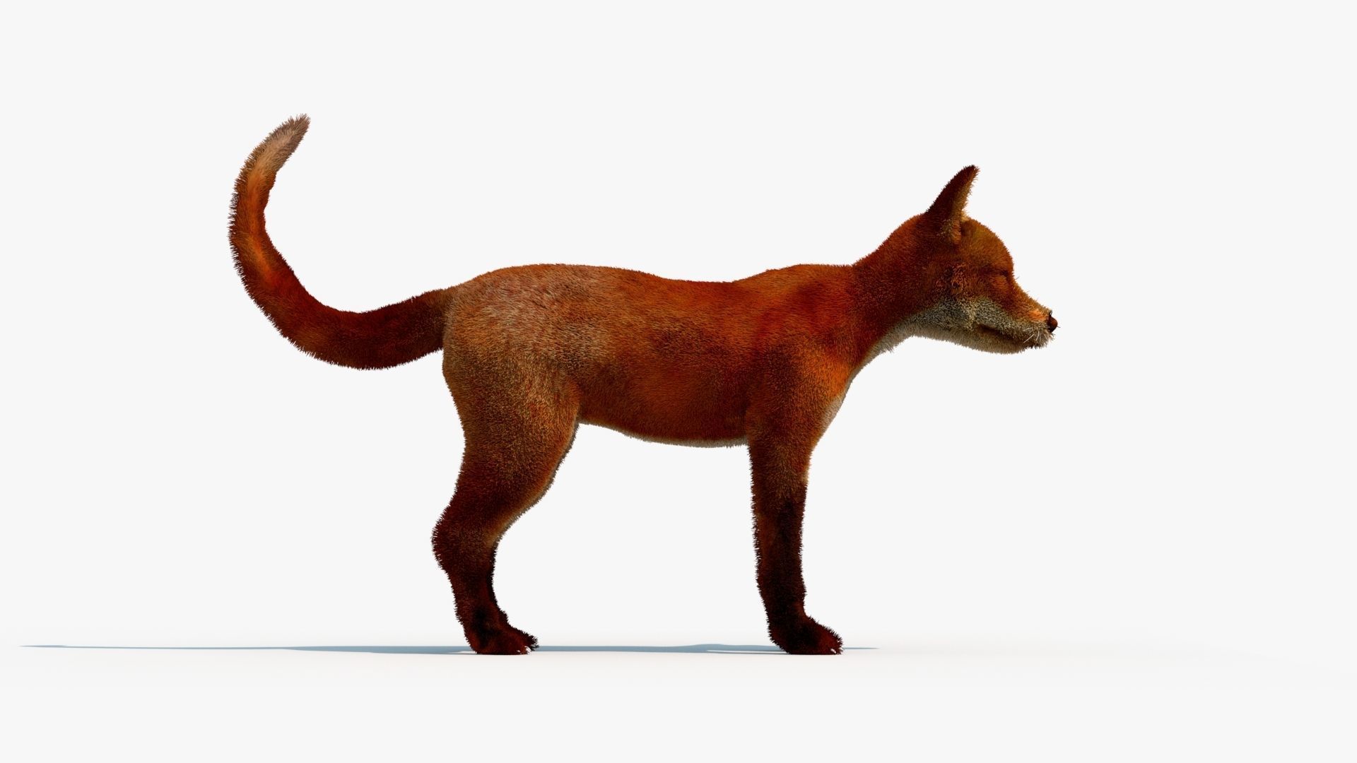 MAYA XGEN FUR red fox Low-poly 3D model_3