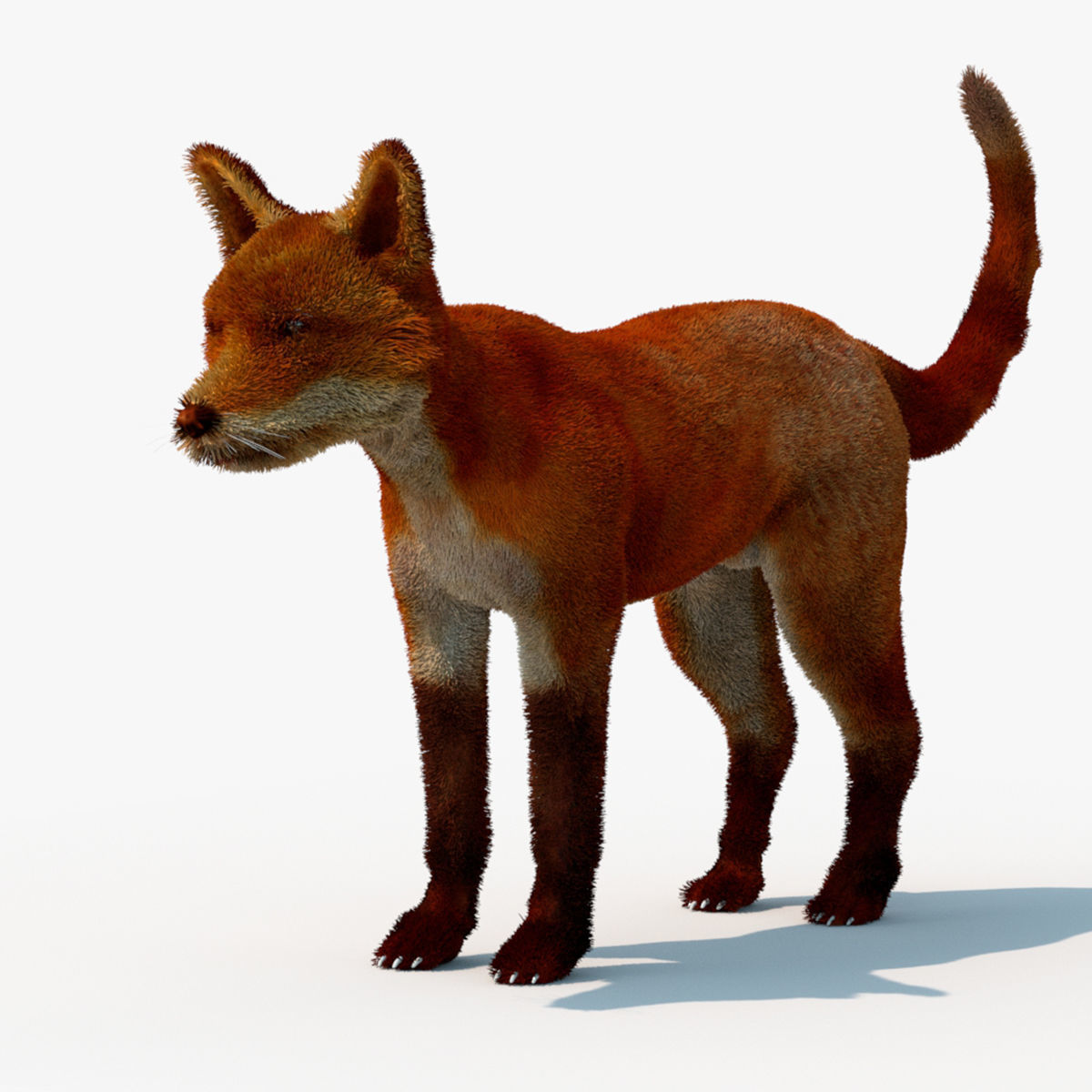 MAYA XGEN FUR red fox Low-poly 3D model_11