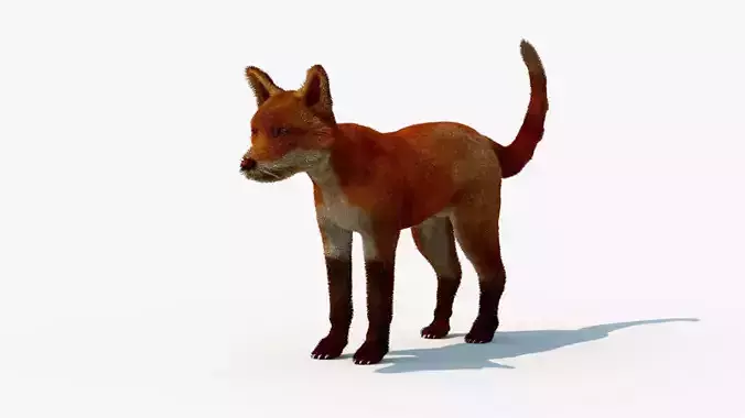 MAYA XGEN FUR red fox