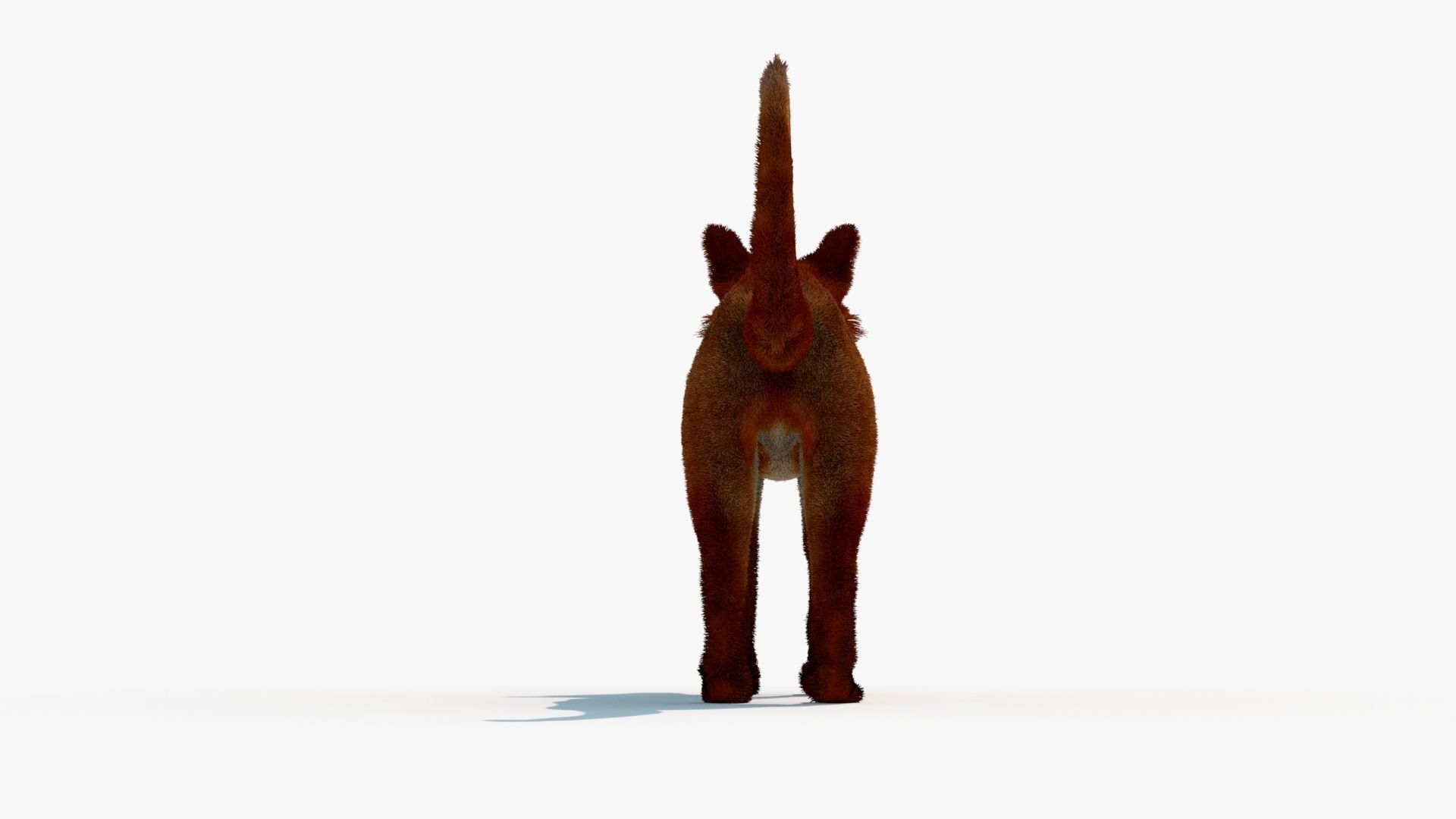 MAYA XGEN FUR red fox Low-poly 3D model_2