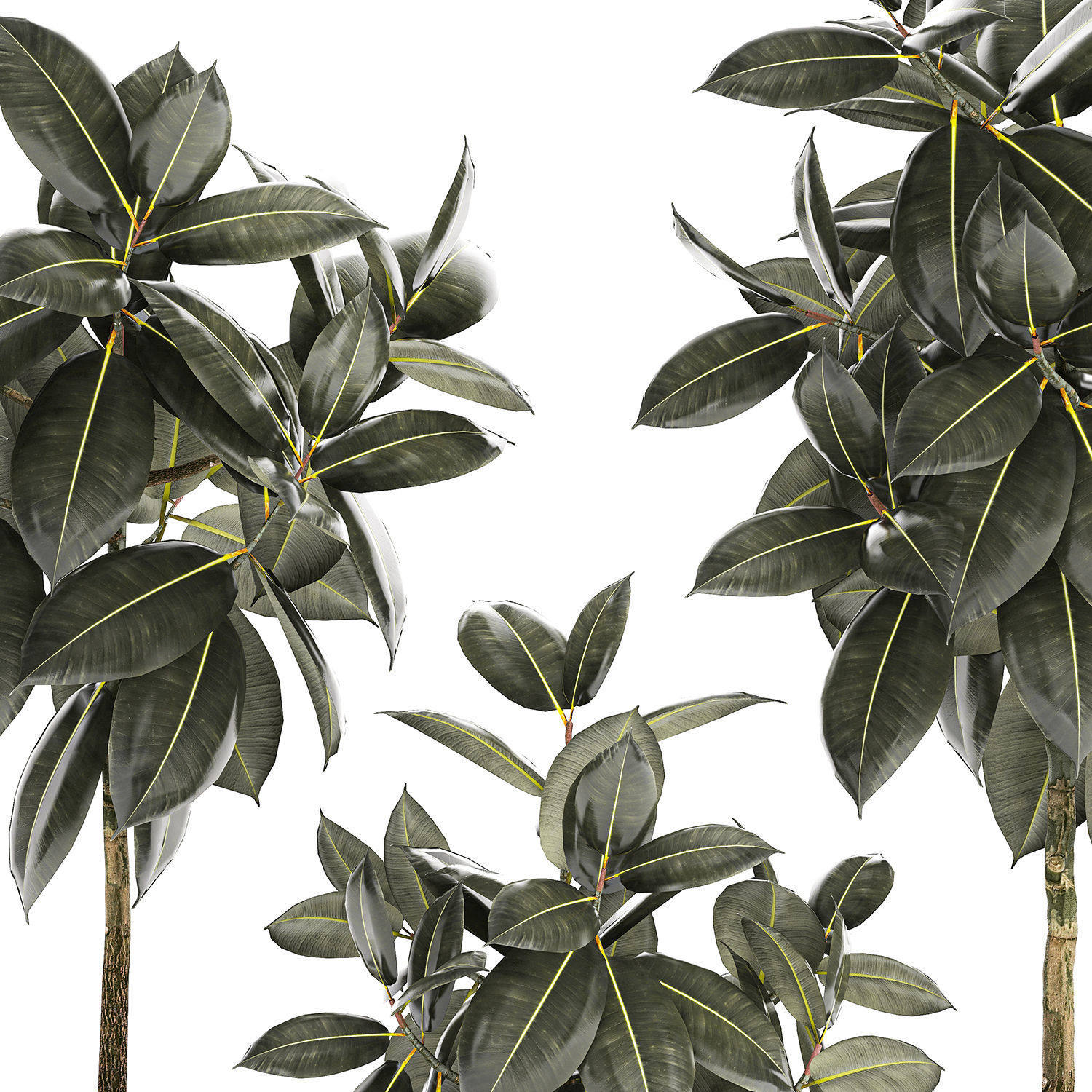 Ficcus Tree Block Set of beautiful Ficus elastica trees in flower pots 1243 3D model ...