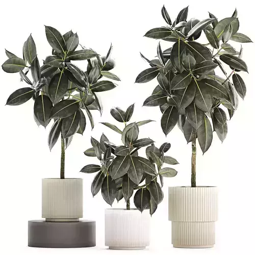 Set of beautiful Ficus elastica trees in flower pots 1243