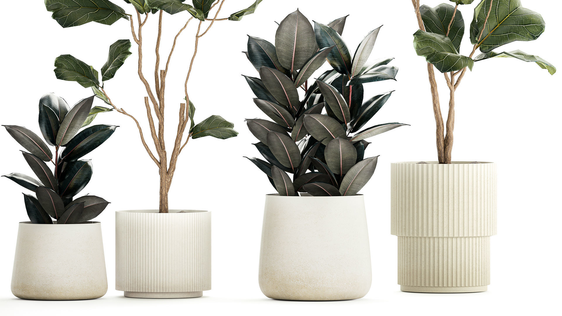 Ficus elastica and Ficus lyrata trees in flower pots 1244 3D model_3