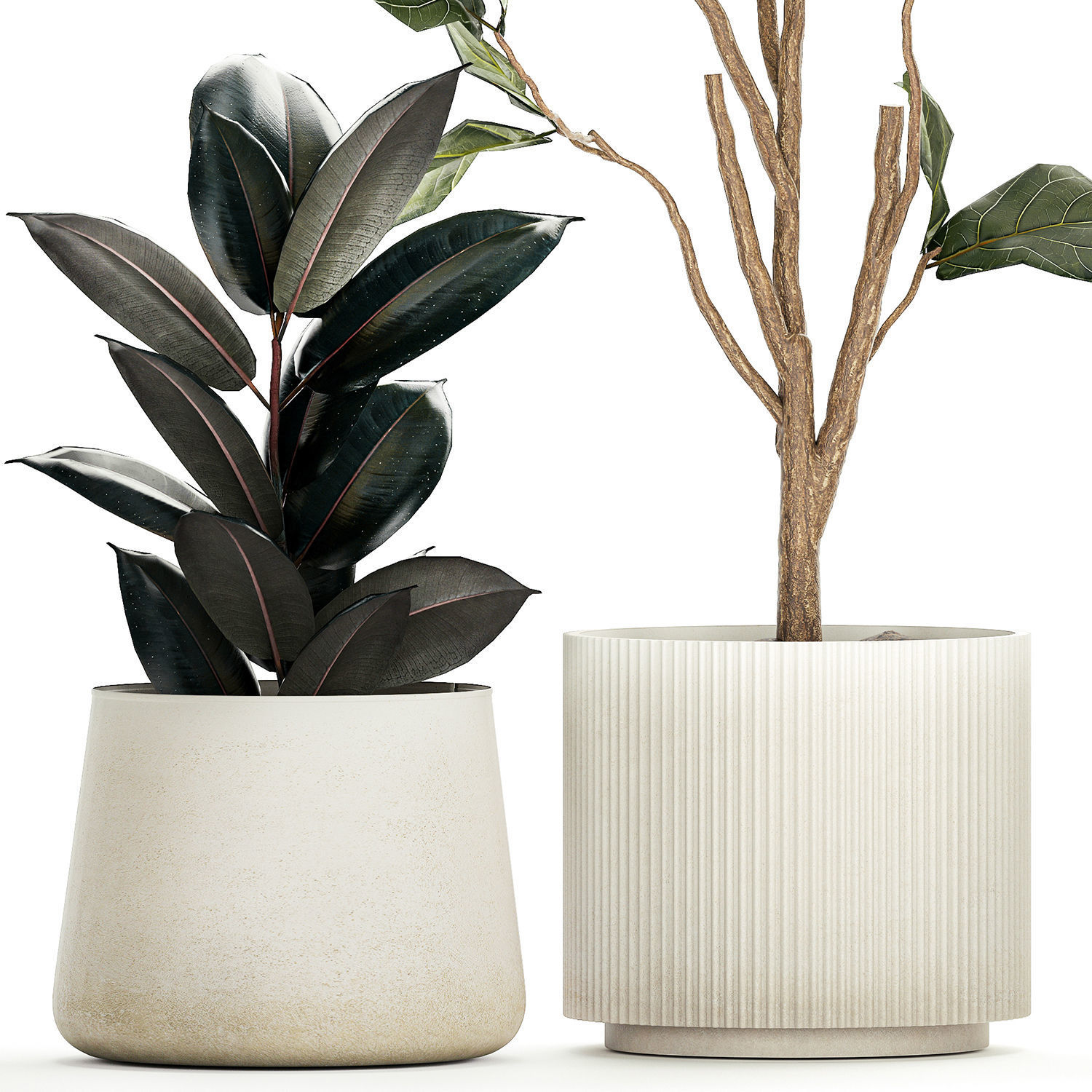 Ficus elastica and Ficus lyrata trees in flower pots 1244 3D model_8