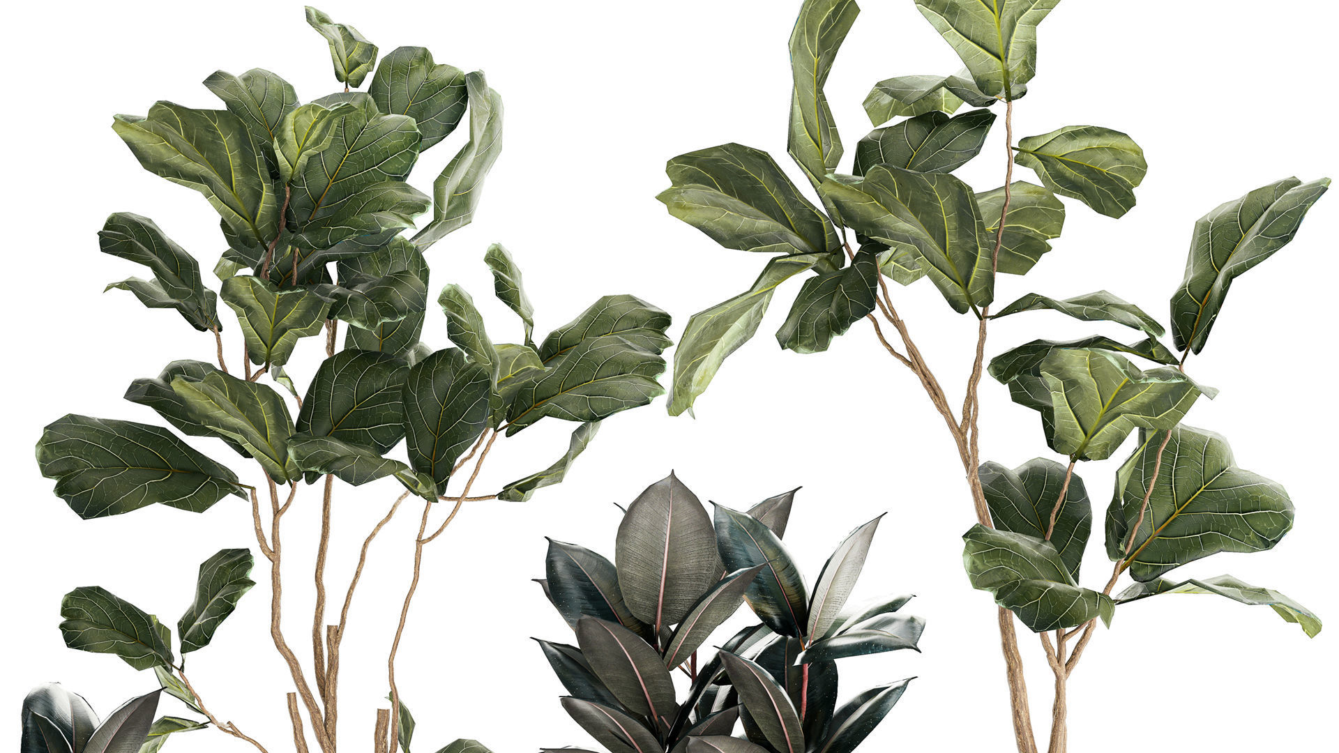 Ficus elastica and Ficus lyrata trees in flower pots 1244 3D model_4